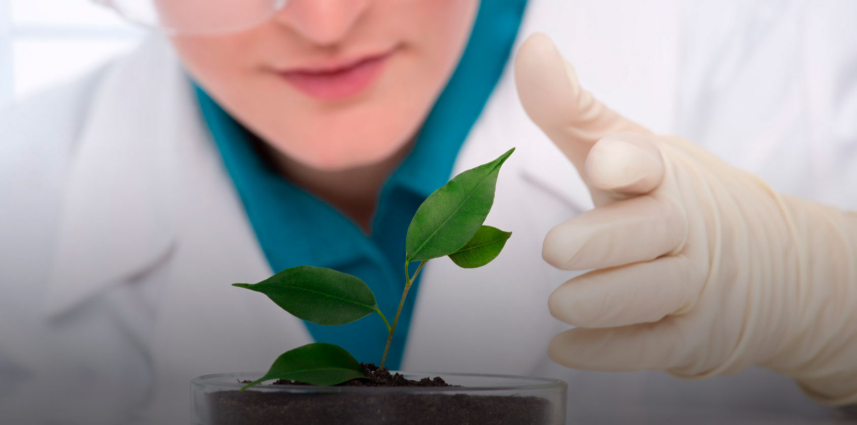 Meio Ambiente - Planta crescendo no laboratório